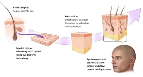 SkinTE- PolarityTE diagram showing how SkinTE is made