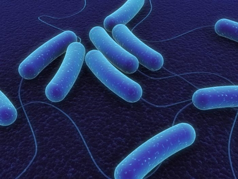 Microbiome Microbiome