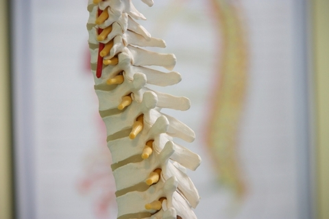 Spine Spine