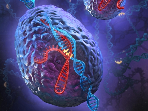 CRISPR CRISPR