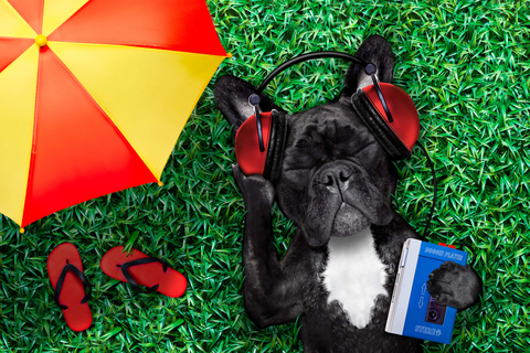 Dog listening to music Dog listening to summer music