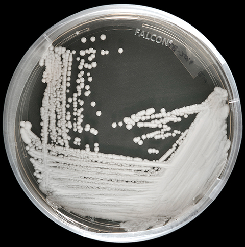 Candida auris Candida auris