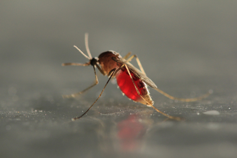 Mosquito Abnormal shifts in temperature throughout late 2016 and early 2017 are affecting the pest-control game.