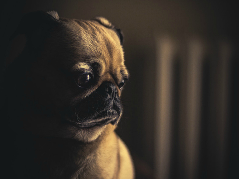 PugDog800x600 pug dog