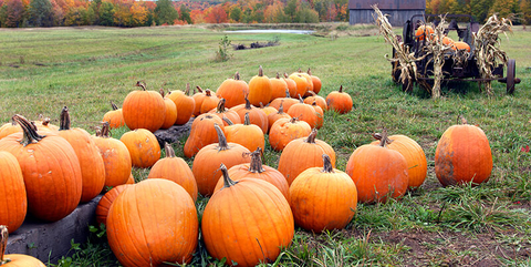 pumpkins in a field // Photo by nameinfame/iStock/Getty Images Plus/Getty Images pumpkins in a field