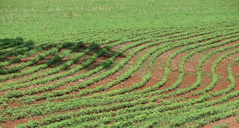 soybean field agriculture (Pixabay)