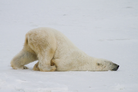 Polar bear Antarctica - SBTheGreenMan/iStock/Getty Images Plus/Getty Images Polar bear Antarctica