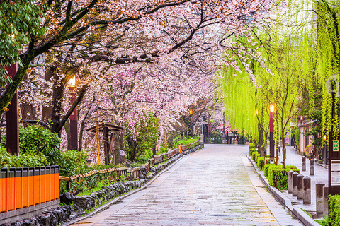Kyoto, Japan Cherry Blossom // Photo by Sean Pavone/iStock/Getty Images Plus/Getty Images Kyoto, Japan Cherry Blossom