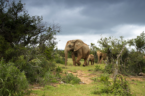 Elephants South Africa Safari - 04linz/iStock/Getty Images Plus/Getty Images Elephants South Africa Safari - 04linz/iStock/Getty Images Plus/Getty Images