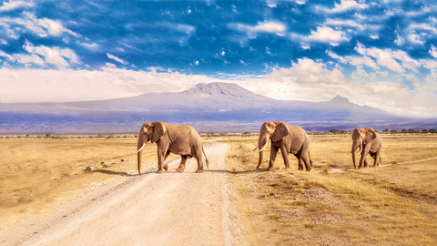 Kruger National Park South Africa - MHGALLERY/iStock/Getty Images Plus/Getty Images Kruger National Park South Africa - MHGALLERY/iStock/Getty Images Plus/Getty Images