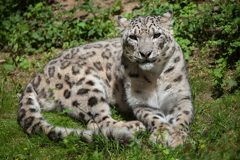 snow leopard India - wrangel/iStock/Getty Images Plus/Getty Images snow leopard India