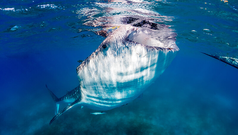 Whale shark Australia - WhitcombeRD/iStock/Getty Images Plus/Getty Images Whale shark Australia