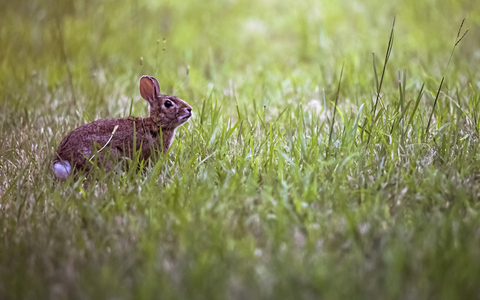 LifesMiracles/iStock/Getty Images Plus Cruelty-free skincare