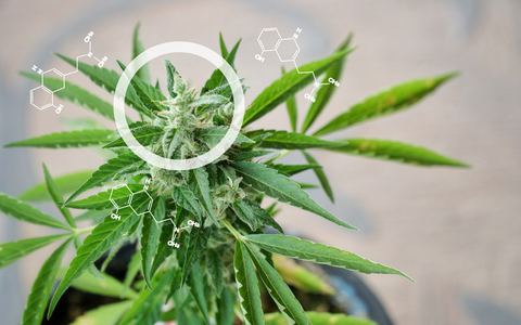 CBD CBD