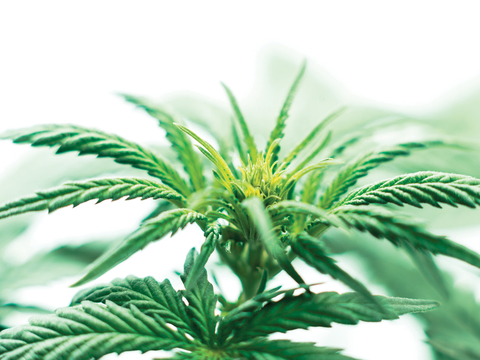 CBD CBD
