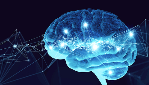 Brain function study
