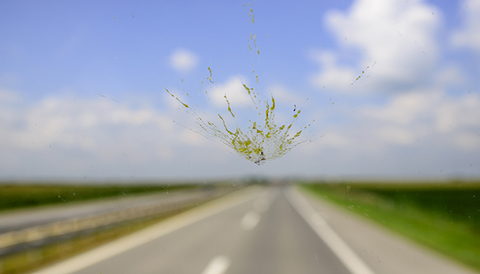 Bug on a windshield