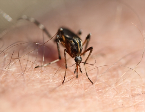 Zika Mosquito As of September, the Zika virus was officially on U.S. soil. Local businesses must do everything they can to keep travelers feeling safe, so they remember to come back.