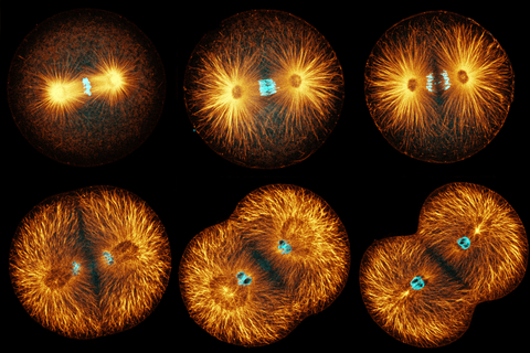 Cell division Cell division