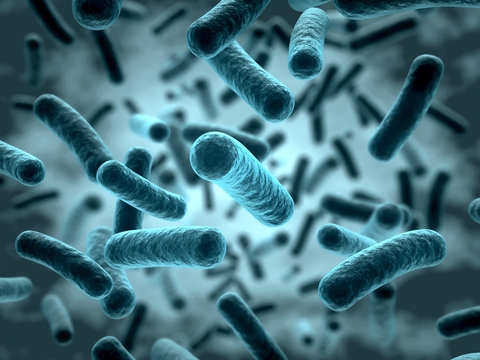 bacteria bacteria