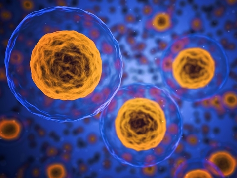 Cells Cells