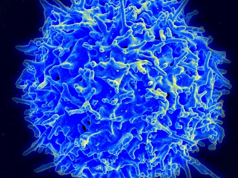 Healthy human T cell - NIAID Human T cell