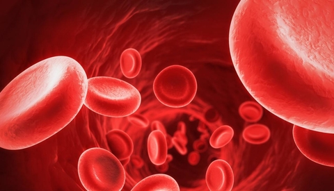 red blood cells red blood cells