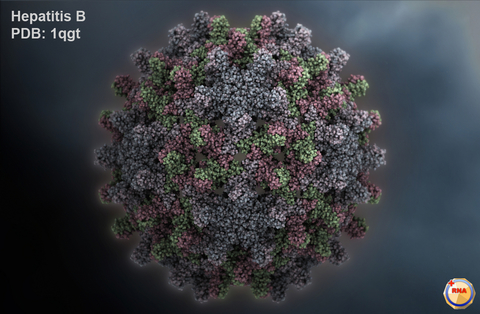 hepatitis B virus hepatitis B virus
