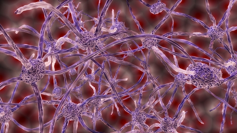 Nerve cells Nerve cells