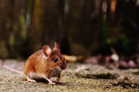 brown mouse brown mouse