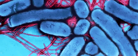 Bacteria Bacteria