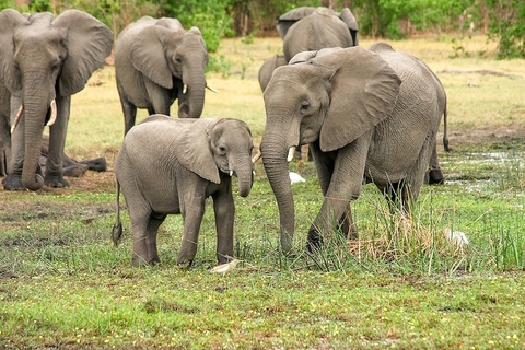 elephants elephants