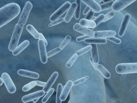 Bacteria (Image: Fotolia) Bacteria