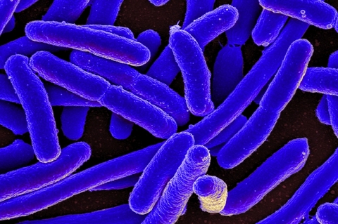 E. coli E. coli