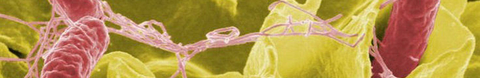 monoclonal antibodies (mAbs) monoclonal antibodies