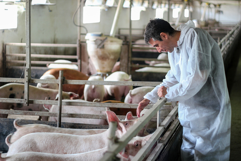 Pigs Pigs