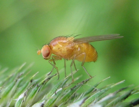 Fruit fly/drosophila - public domain Fruit fly on a leaf