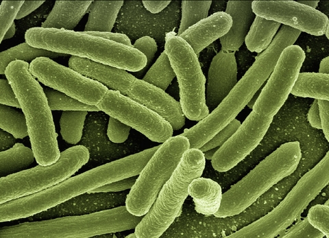 green bacteria
