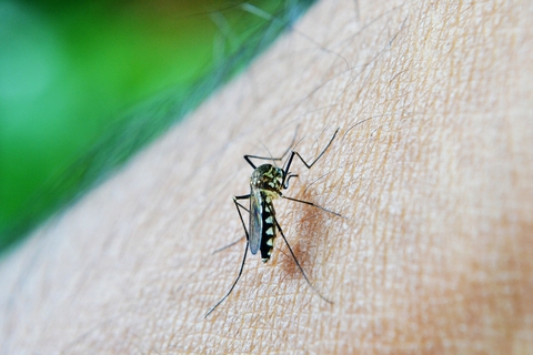 Malaria Mosquito Malaria Mosquito