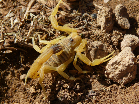 Deathstalker scorpion Deathstalker scorpion