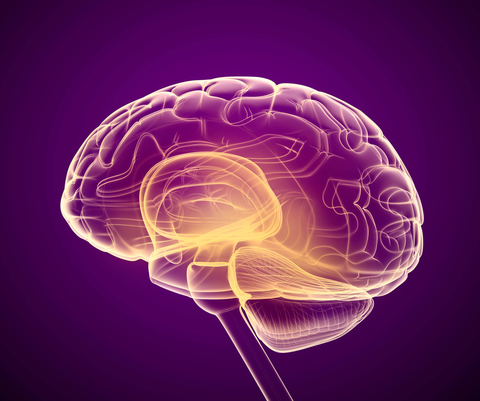 3D brain against purple background