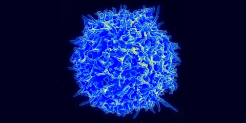 T lymphocyte T lymphocyte