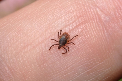 Lyme_Disease Lyme_Disease