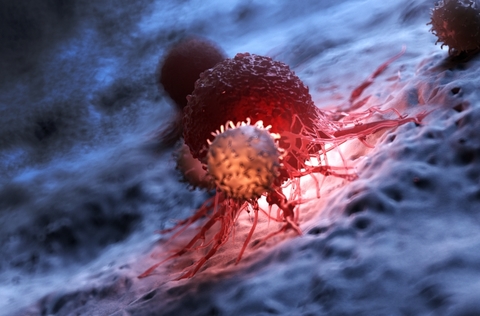 lymphocytes attacking cancer cells lymphocytes