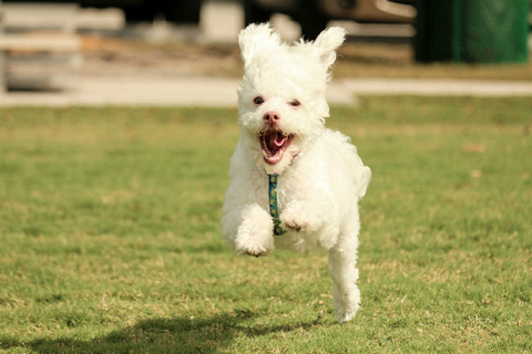 Running Dog Running Dog