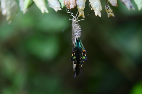 Butterfly cocoon Buterfly coming out of a cocoon