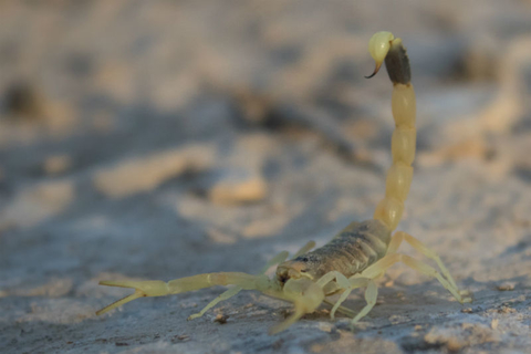 Israeli yellow scorpion Scorpion