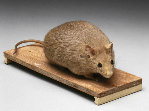 Fat Mouse Obesity