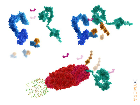 Kymera protein degradation Illustration of proteins