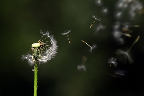 Dandelion blow Dandelion